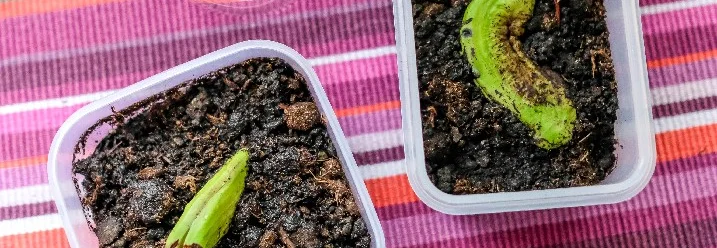 Zwei Mangokerne in Anzuchttöpfen